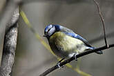 Mésange bleue