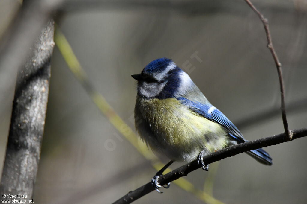 Mésange bleue