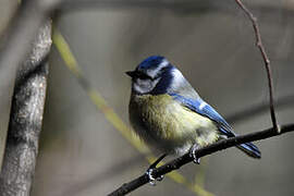 Mésange bleue