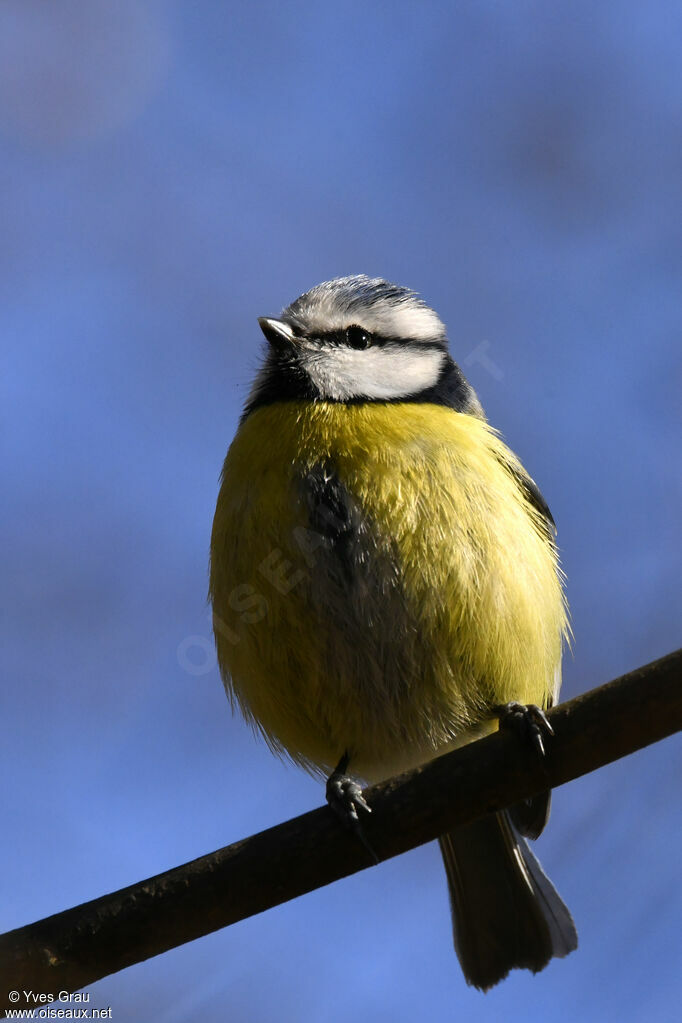 Eurasian Blue Tit