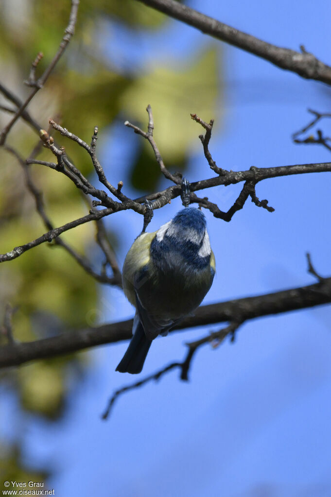 Mésange bleue