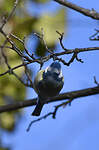 Mésange bleue