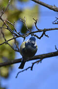 Eurasian Blue Tit