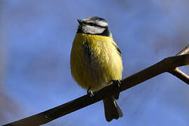 Eurasian Blue Tit