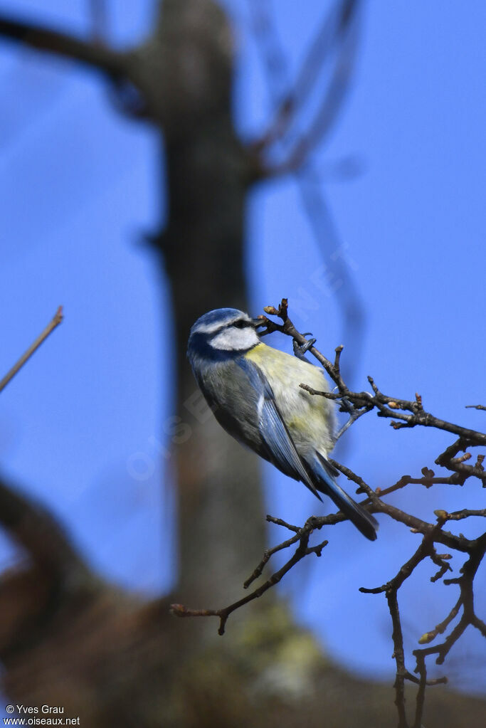 Eurasian Blue Tit