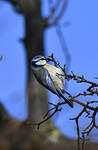 Mésange bleue