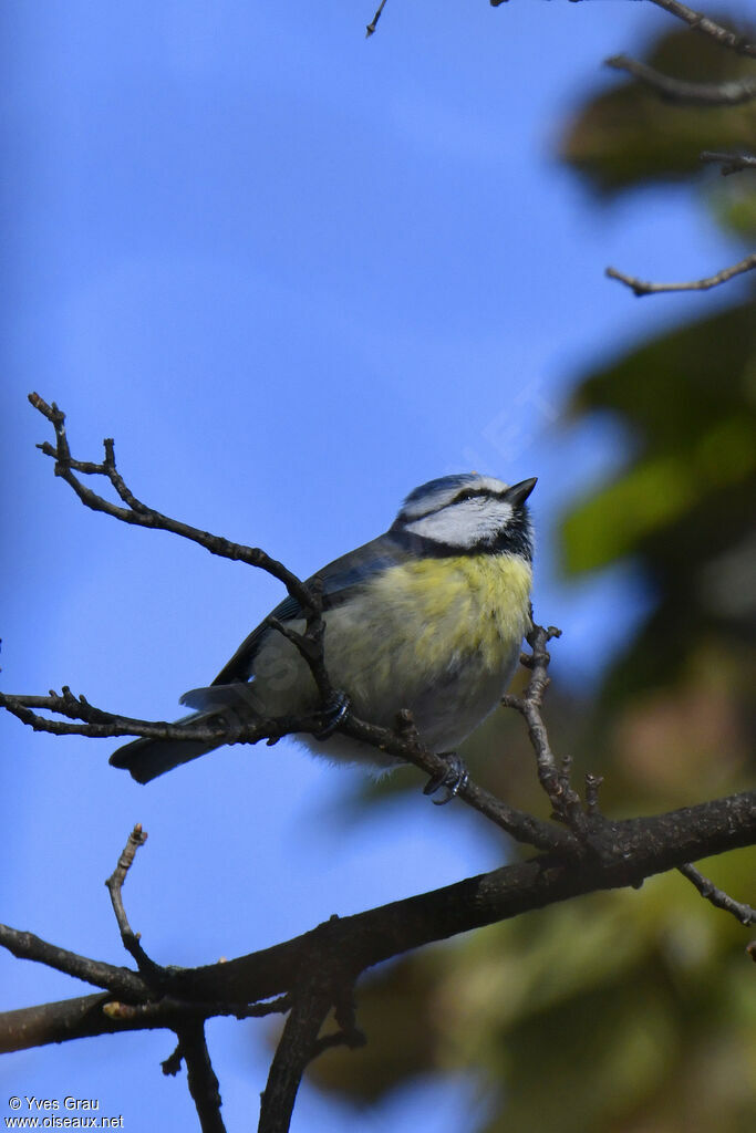 Eurasian Blue Tit