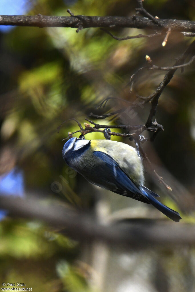 Eurasian Blue Tit