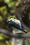 Mésange bleue