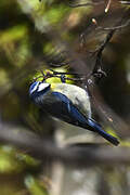 Mésange bleue