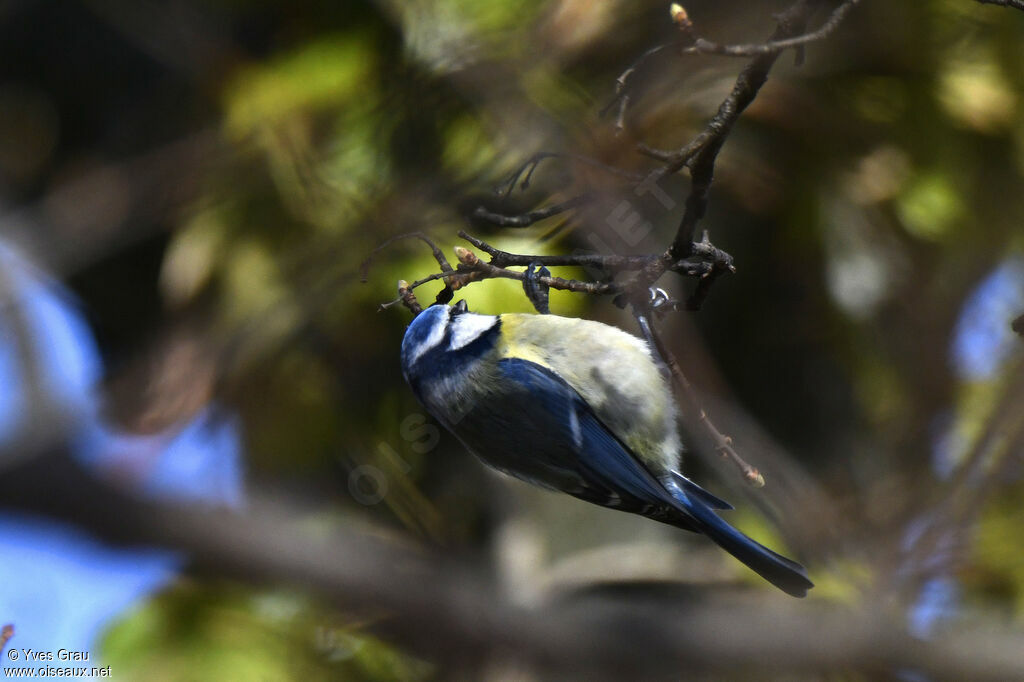 Eurasian Blue Tit