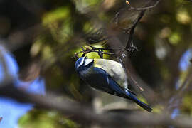 Mésange bleue