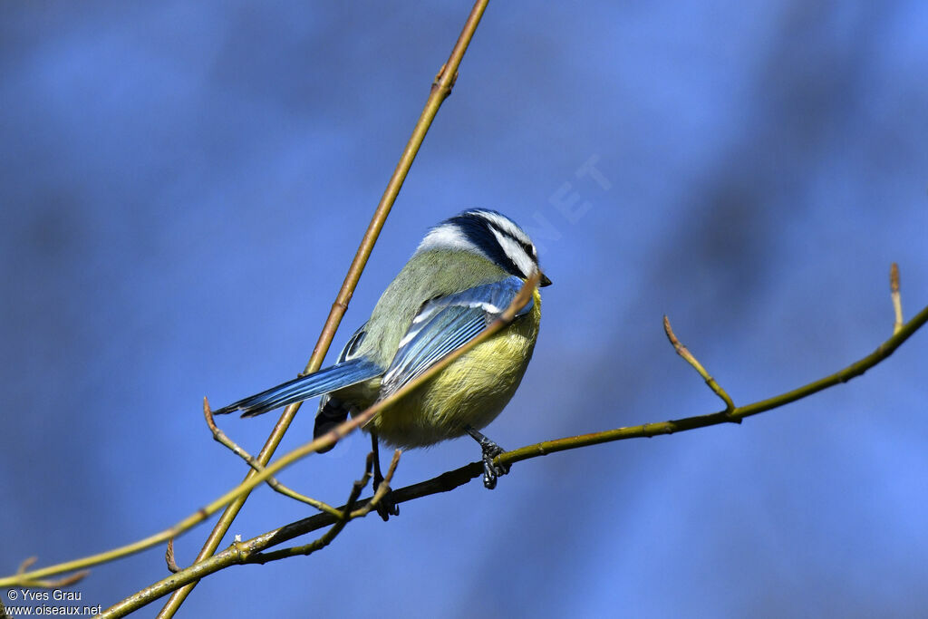 Mésange bleue