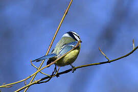 Mésange bleue