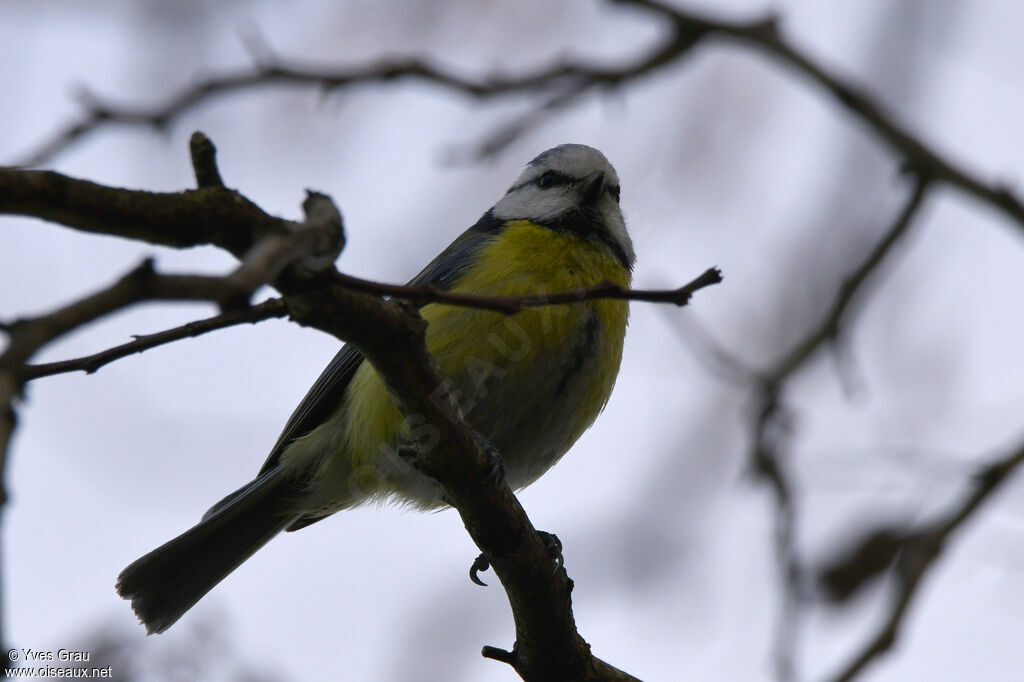 Mésange bleue