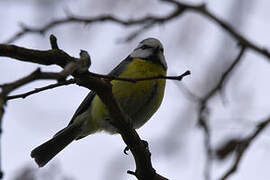 Eurasian Blue Tit