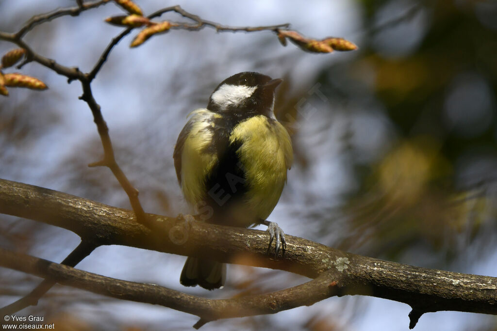 Great Tit