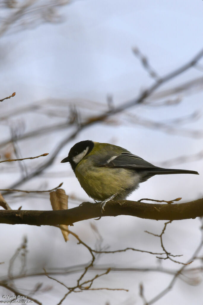 Mésange charbonnière