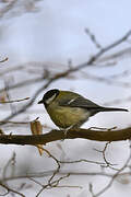 Great Tit