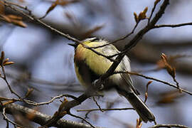 Mésange charbonnière