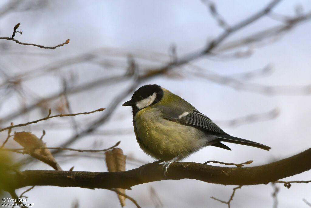 Mésange charbonnière