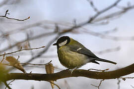 Great Tit