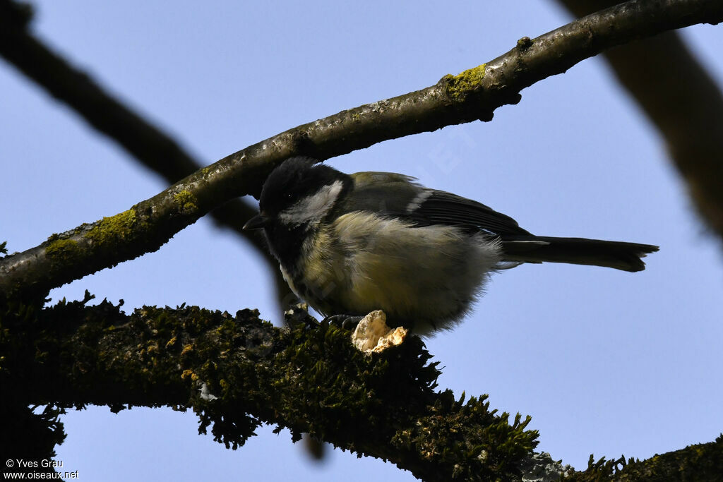 Great Tit