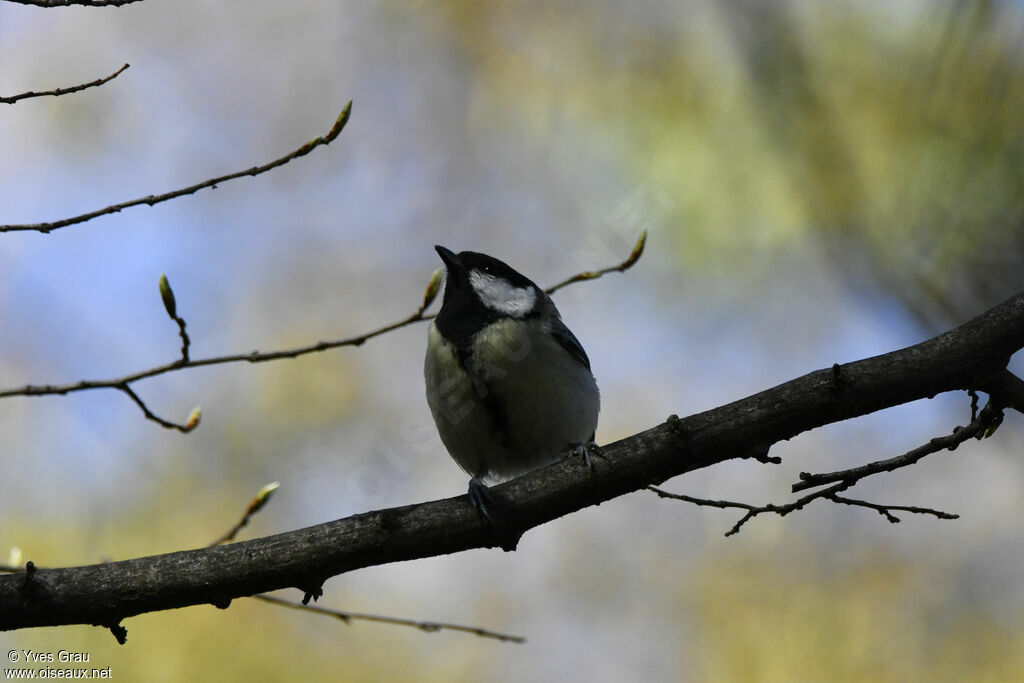 Mésange charbonnière