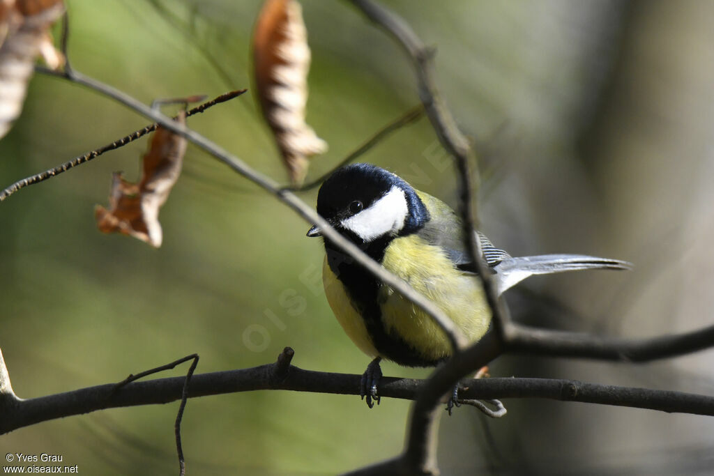 Great Tit