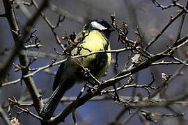 Mésange charbonnière