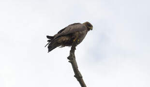 Black Kite