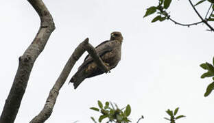 Black Kite