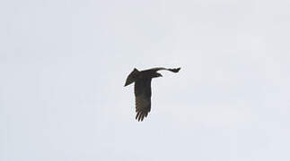 Black Kite