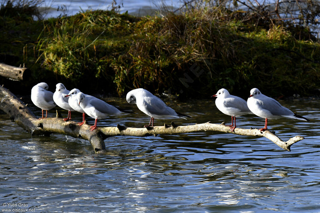 Mouette rieuse