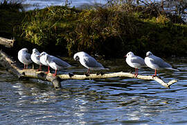 Mouette rieuse