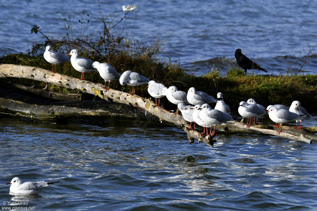 Black-headed Gull