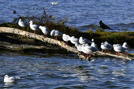 Mouette rieuse