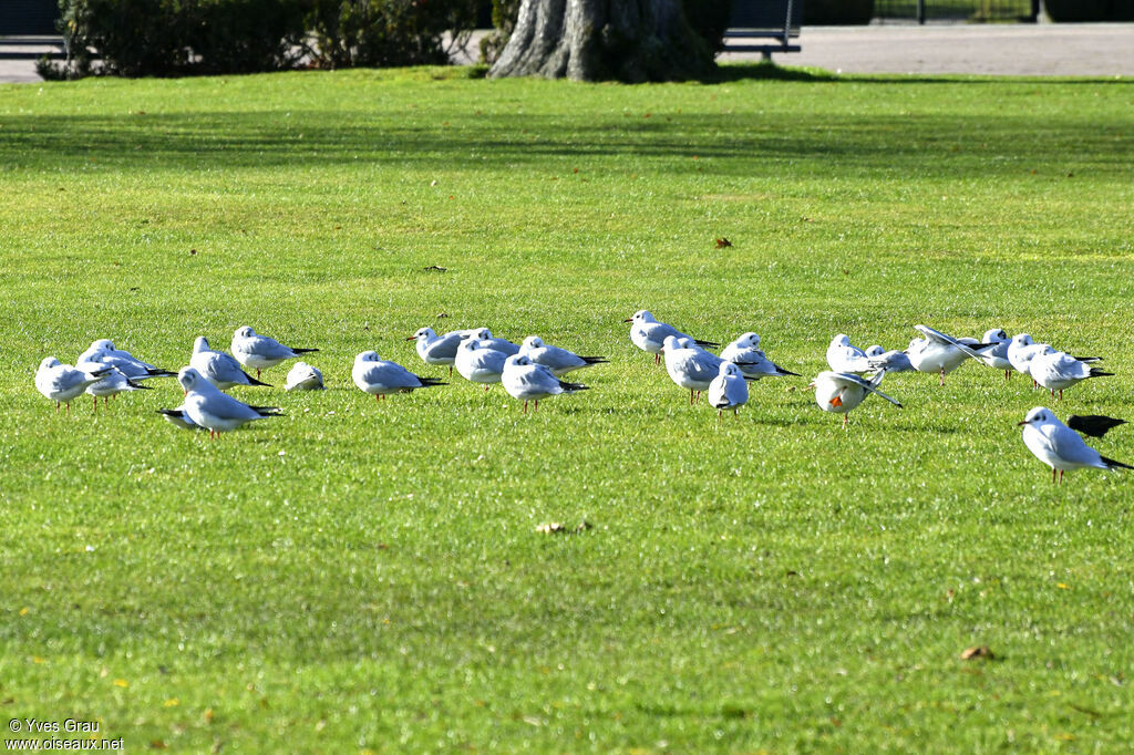 Mouette rieuse