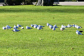 Mouette rieuse