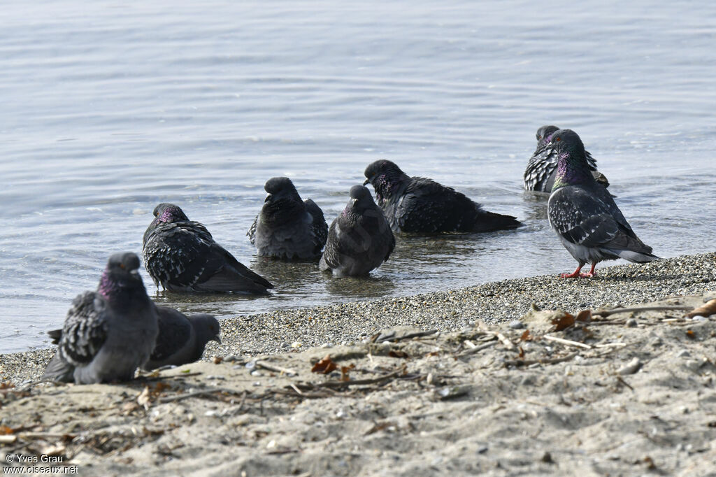 Rock Dove