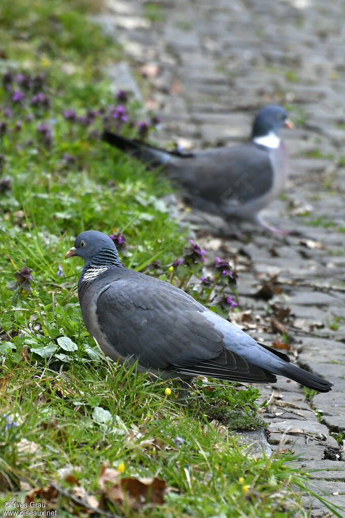 Common Wood Pigeon