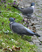 Common Wood Pigeon