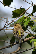 Eurasian Chaffinch