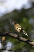 Eurasian Chaffinch