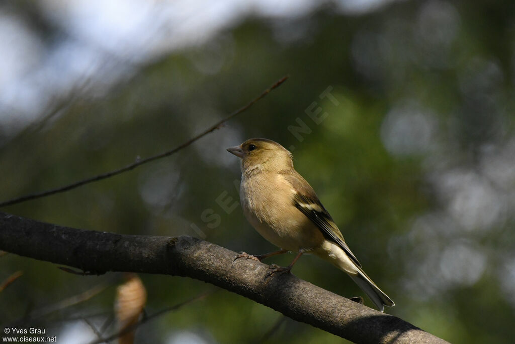 Pinson des arbres