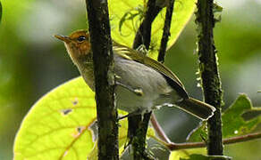 Red-faced Woodland Warbler