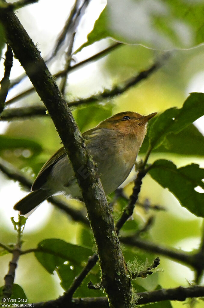 Red-faced Woodland Warbler