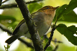 Red-faced Woodland Warbler