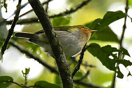 Red-faced Woodland Warbler