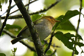 Red-faced Woodland Warbler